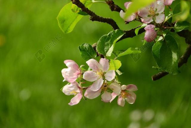 苹果花 一朵朵花果树 盛开的苹果树 开花的树 粉红色的花 花果树