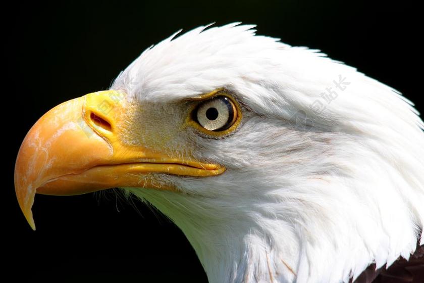 鸟 捕食鸟 国鸟 性质 白尾鹰 动物 喙 鹰