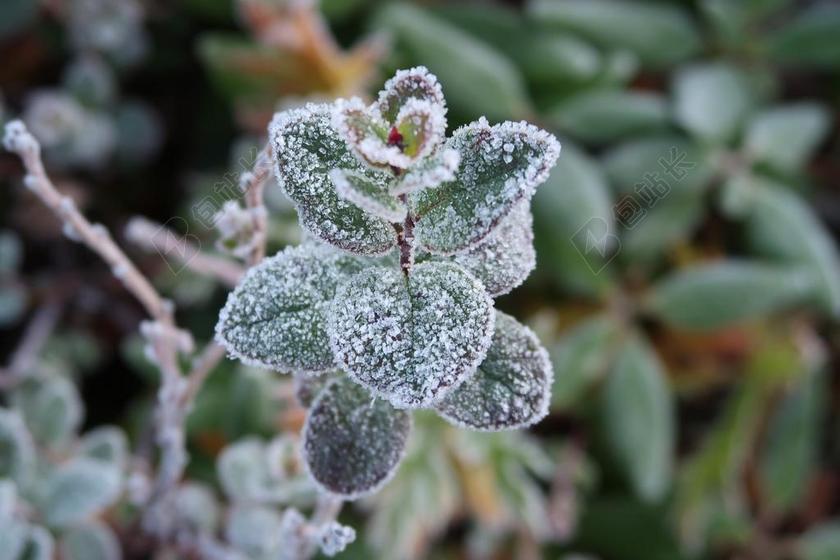 第一次霜冻 初秋 球老虎 霜 漫漫 寒冷的早晨 冷 性质