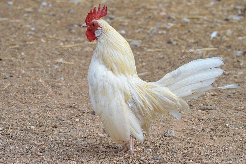 白鸡 加洛 AVE 家畜家禽 禽农场 动物