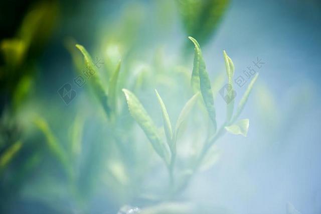 茶 绿茶 茶叶