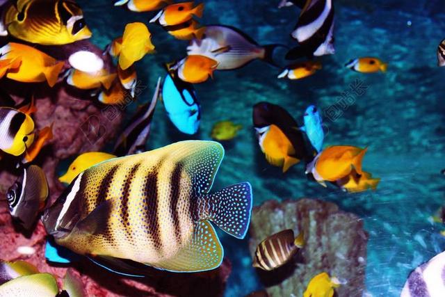 热带鱼 水族馆 鱼 鱼缸 海 异国情调的鱼