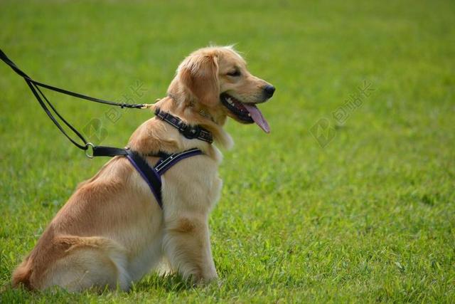 金毛寻回犬 宠物 狗 金 检索器 动物 可爱 白 家养