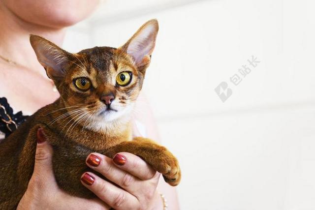 阿比西尼亚猫 猫盛会 选美比赛 猫的品种 获胜者 展览 竞争
