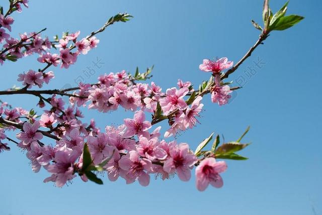 棵开花的树 花瓣 桃 桃花 布鲁姆 分支 鲜花 春天 树