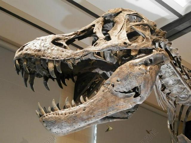 恐龙 骨架 恐龙骨架 头骨 食肉兽 死亡 头 骨 牙齿