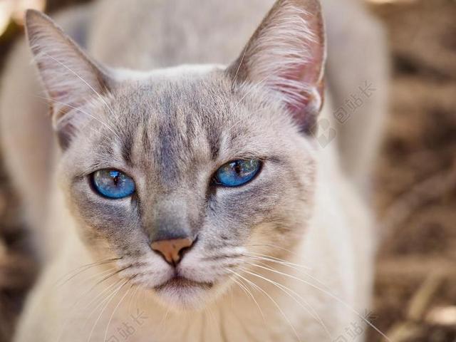 猫 猫科动物 家畜 家庭 动物 猫科动物停止了 有毛