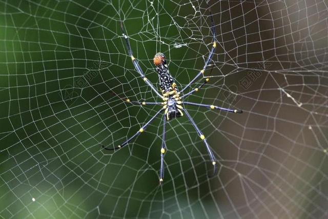 野生蜘蛛 蜘蛛网 蜘蛛 野生 自然 WEB 野生动物 昆虫