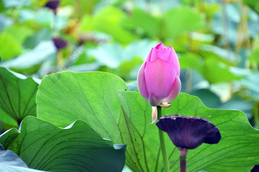 莲花 鲜花 半圈  植物 绣球 HONGRYEON 山峰
