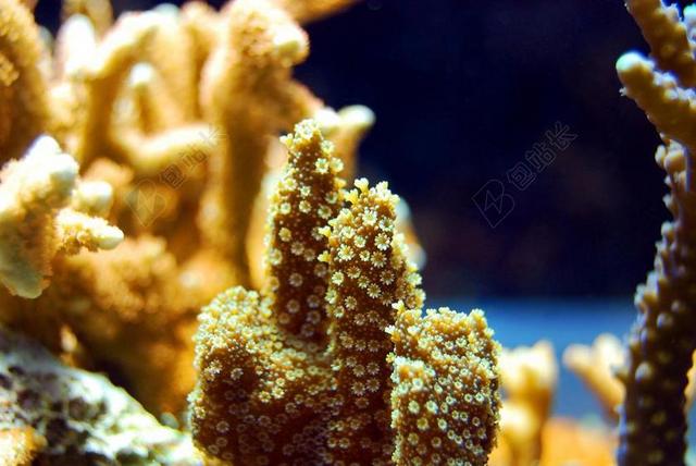 珊瑚 礁 海 水下 海洋 水 水族馆 海底 绿色