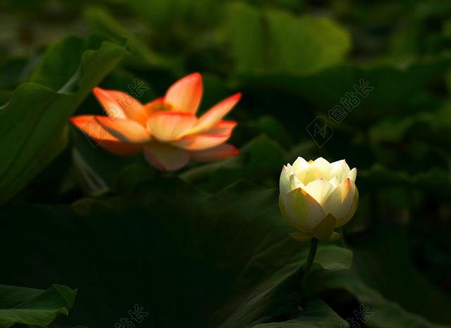荷花 花卉 作品