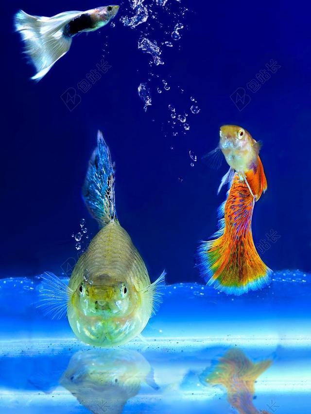 水族馆 鱼 观赏鱼