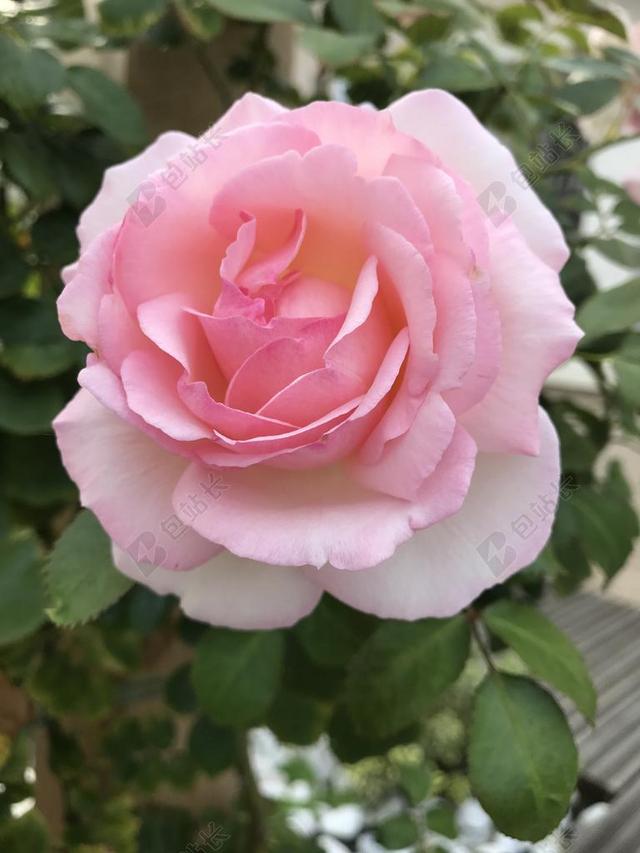 粉色 花 粉红色的花朵 花园 夏季花卉 粉红色的玫瑰 浅粉色