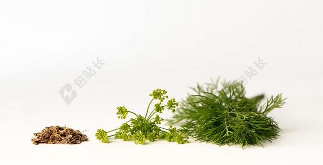 莳萝 KAPORMAG 萝花 种子 香料 绿色的香料 味道