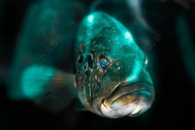 光线照射在水族馆增加的美人鱼 天蓝色 鱼头