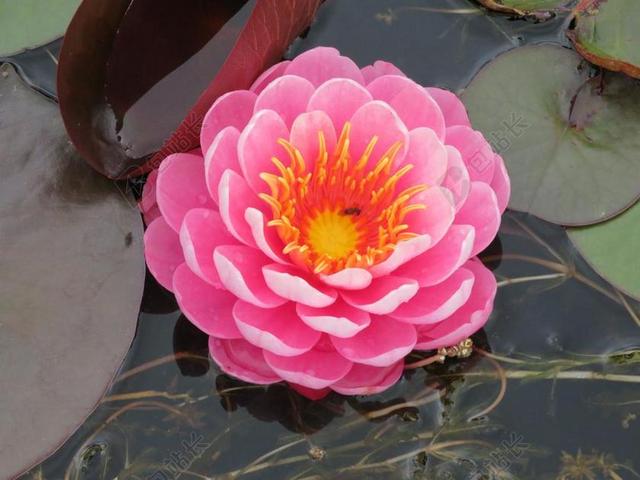 睡莲 百合 粉红色 莲花 池