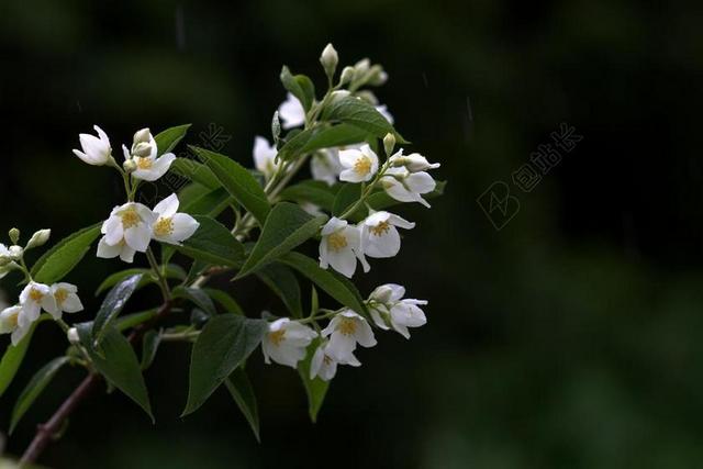 茉莉花 白 雨 花卉 工厂