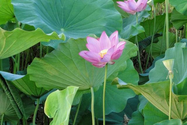 花 荷花 蓮花 夏季
