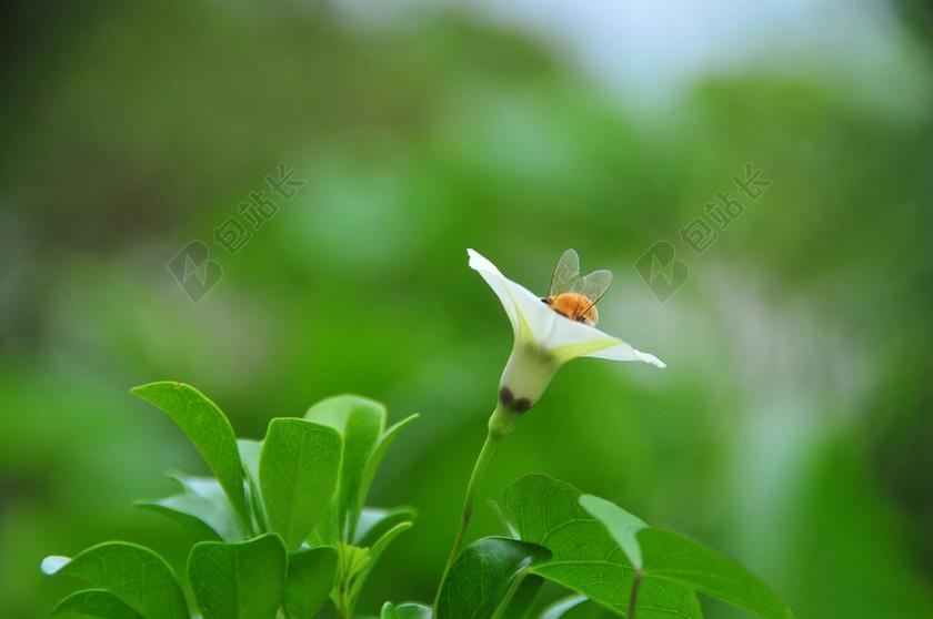 姬牽牛 白色 蜜蜂 採花蜂 埋頭 生態 昆蟲 花草 綠色