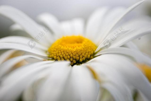 黛西 鲜花 洋甘菊 花的领域 白色的花 花卉 夏季 白 特写