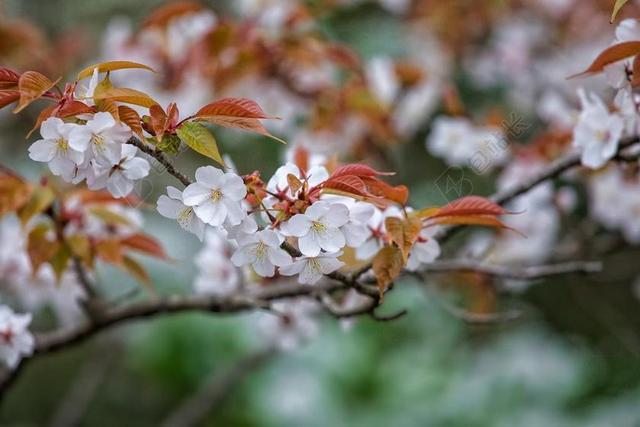 鲜花 李 JAMASAKURA 4 月 日本