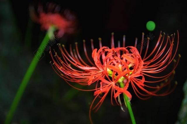 阿玛丽利斯 鲜花 秋季 秋花、 蜘蛛百合 红色花朵 石蒜科 日本