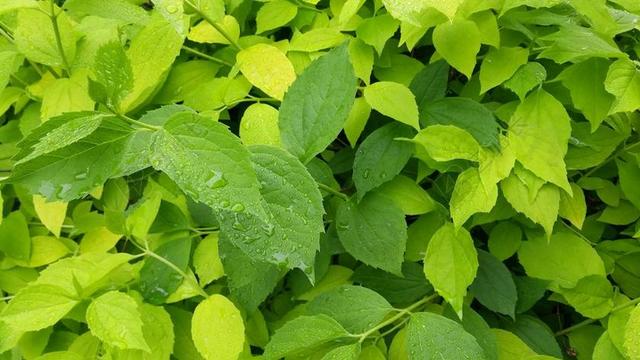 叶 绿色 叶子 绿色的树叶 春天 夏季 植物