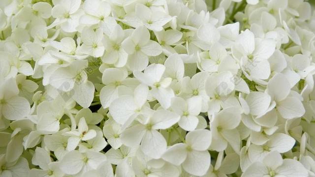 白色的花 八仙花 ANNABELLE 观赏