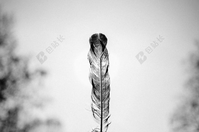 鸡 鸟 动物 羽毛 黑色和白色