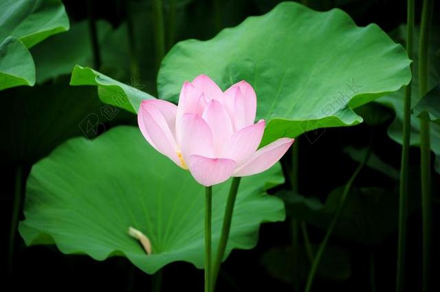 荷花 花卉 池塘