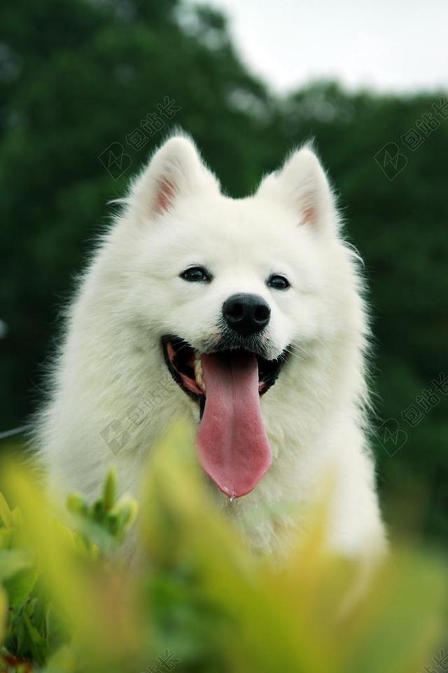 萨摩耶 宠物 雪橇犬