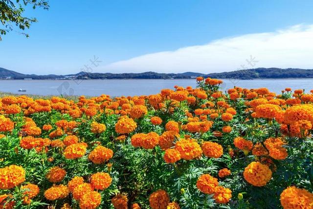 韩国 仁川 GANGHWADO 盐你的健康 在照片中 风力 海