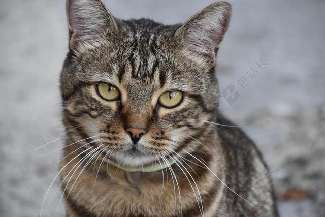猫 悲伤 甜 宠物 亲爱 小猫 彪 国内的猫