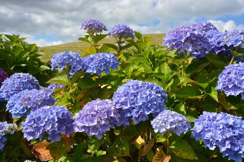 绣球花 蓝色 紫色 开花 花园 花瓣 性质 布列塔尼 蓝色花