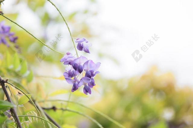 花 紫藤 春