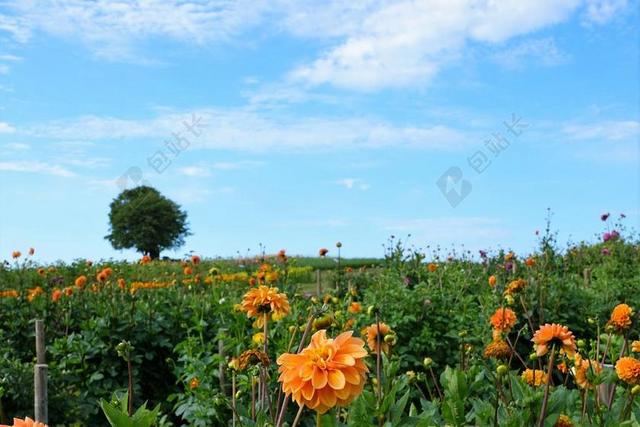 草地 字段 花园 公园 娇琴纱 蜜蜂  吃 性质 景观