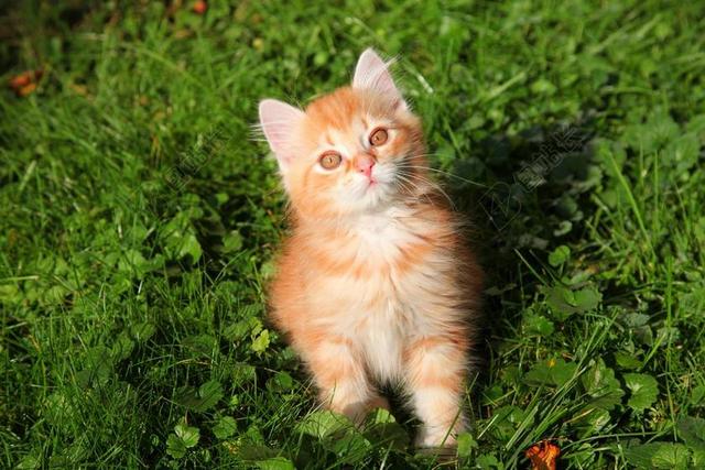 猫 年轻的猫 红猫 小猫 猫宝贝