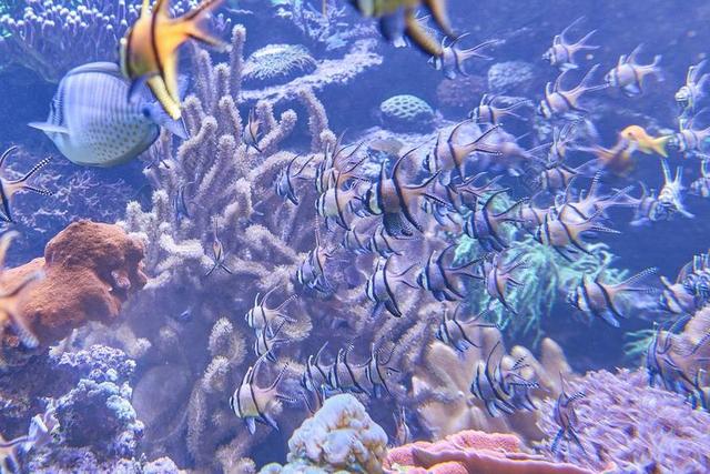 摄影艺术水族馆鱼类背景图片