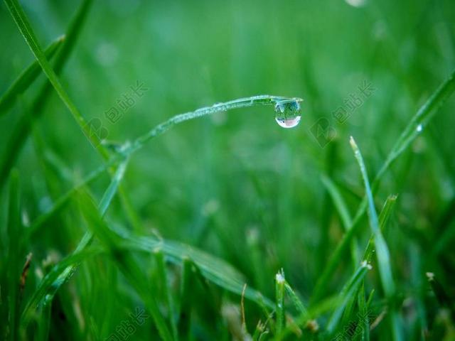 露珠 一滴水 花园 滴 露水 草 关闭 性质 雨滴