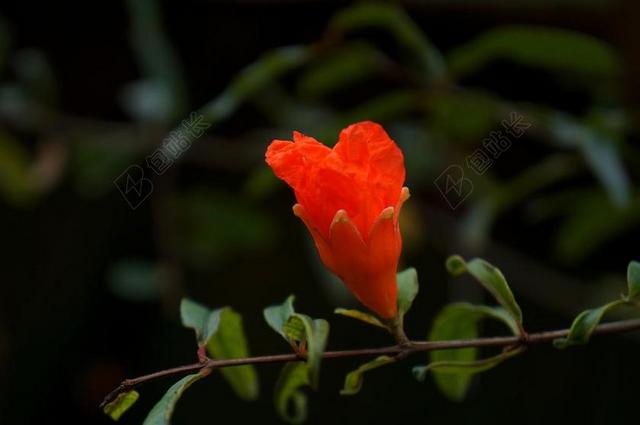 天性 石榴花 红色