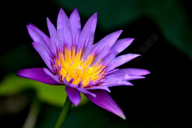睡莲 花 植物区系 莲花 自然 水 池 植物 开花 粉红色