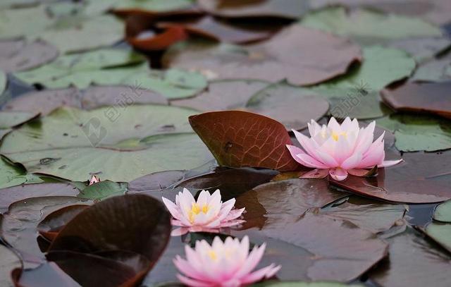 睡莲 水 水百合 莲花 水生植物
