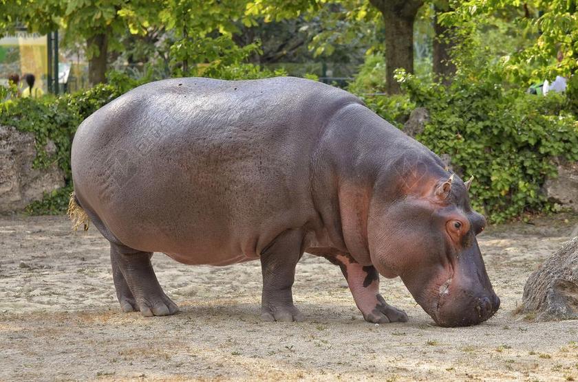 河马 动物园 哺乳动物 水 草食动物 动物世界 动物 大