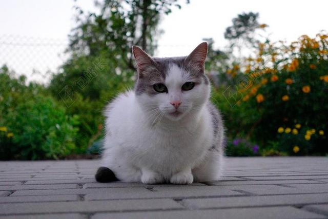 动物猫猫思考白色猫咪美丽的猫神秘的猫 包站长