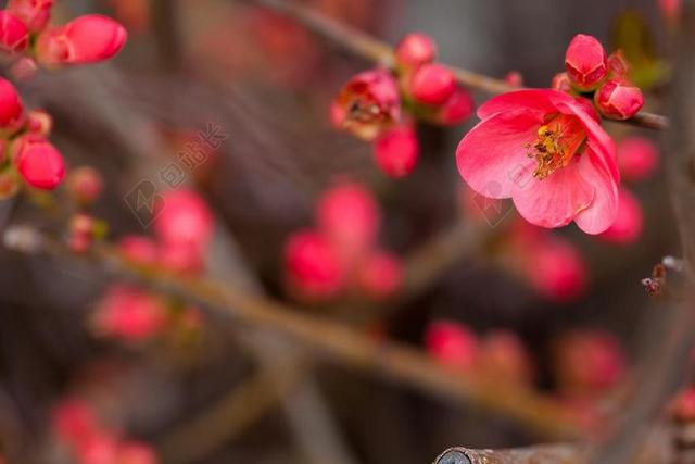 花卉摄影 花 红色的花 梅花 景观 自然 春 植物