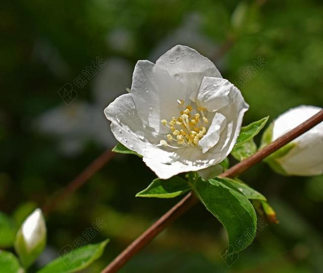 雨水湿模拟橙花 雨点 湿 开花 盛开 植物  鲜花