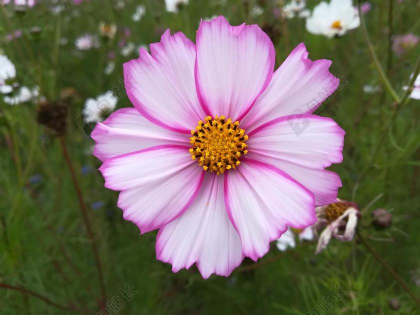 花 花海 校园 波斯菊 秋英 美