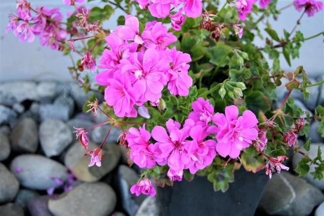 天竺葵 粉色 花盆 植物 蓬勃发展 饰品 石头