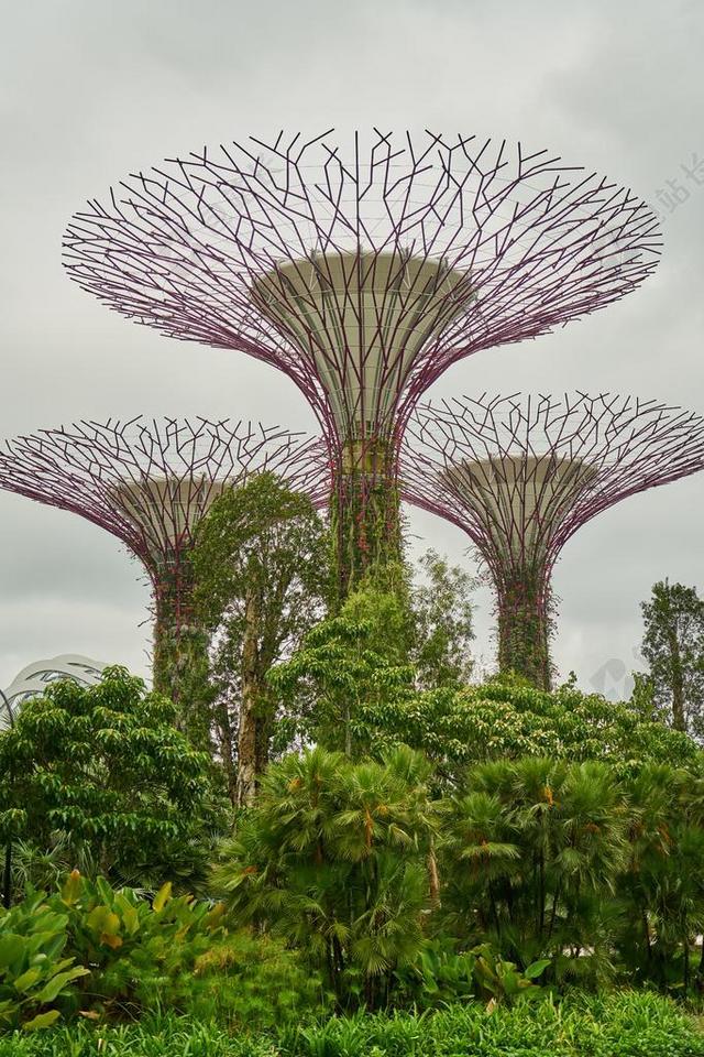 植物 新加坡 公园 美丽 彩色图像 花园 树 亚洲 背景