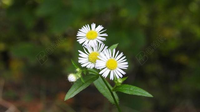 洋甘菊 开花 花 性质